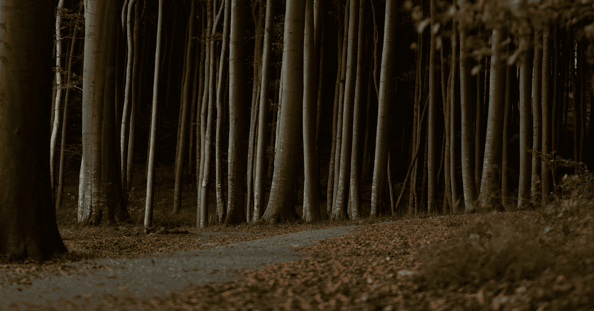 Waldtherapie in Binz: Die Heilkraft der Granitz entdecken