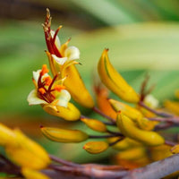 Antipodes Baptise H₂O Ultra Hydrating Water Gel - The Binz Collection