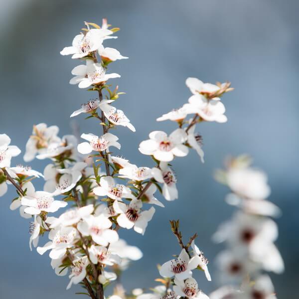 Antipodes Baptise H₂O Ultra Hydrating Water Gel - The Binz Collection