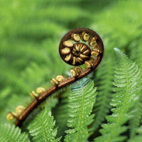 Antipodes Baptise H₂O Ultra Hydrating Water Gel - The Binz Collection