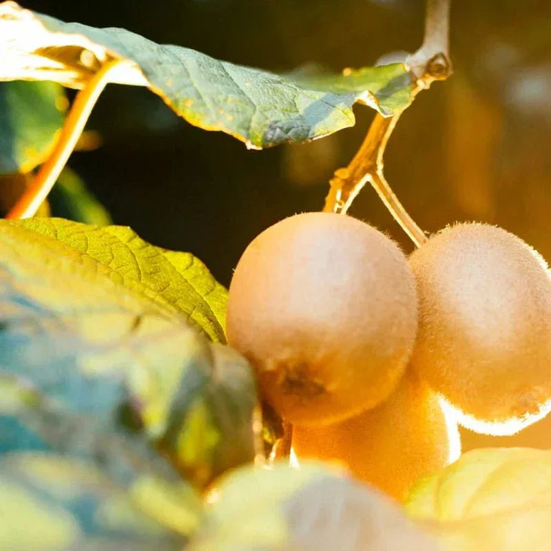 Antipodes Harmony Hyaluronic Manuka Honey Night Cream - The Binz Collection