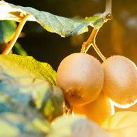 Antipodes Harmony Hyaluronic Manuka Honey Night Cream - The Binz Collection